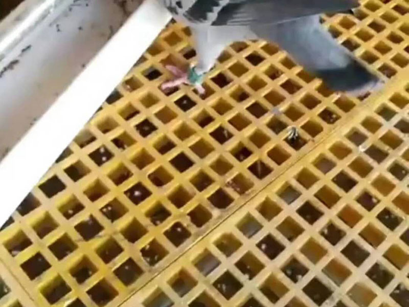 鴿舍格柵